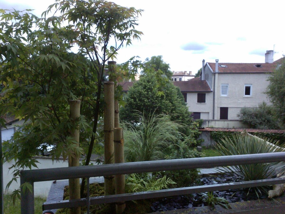 Bambous et palmiers plantés sur un balcon, avec vue sur un jardin